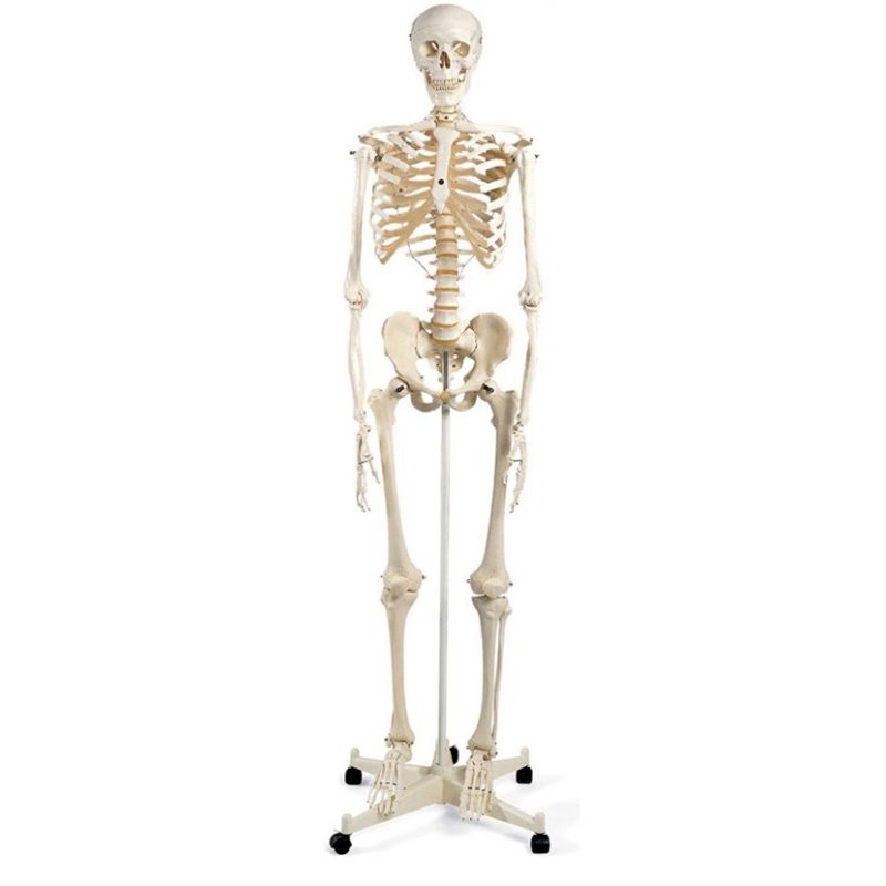 Тазобедренный Сустав Фото На Человеке Скелете